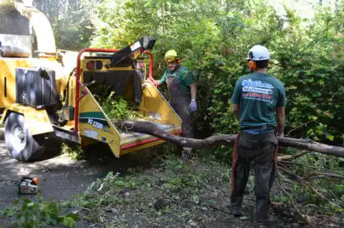 tree services Palo